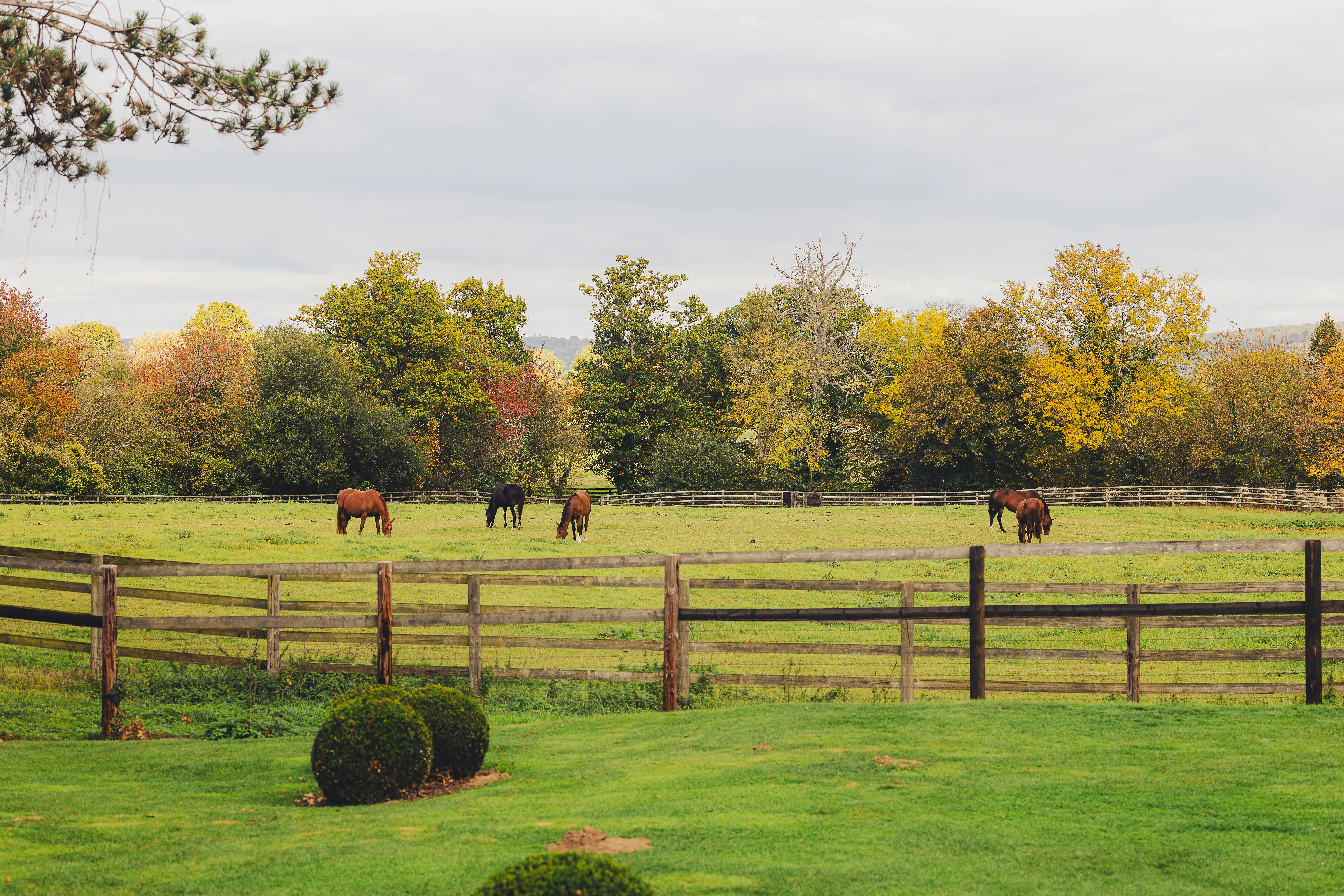 Villa-adele-extérieur-chevaux