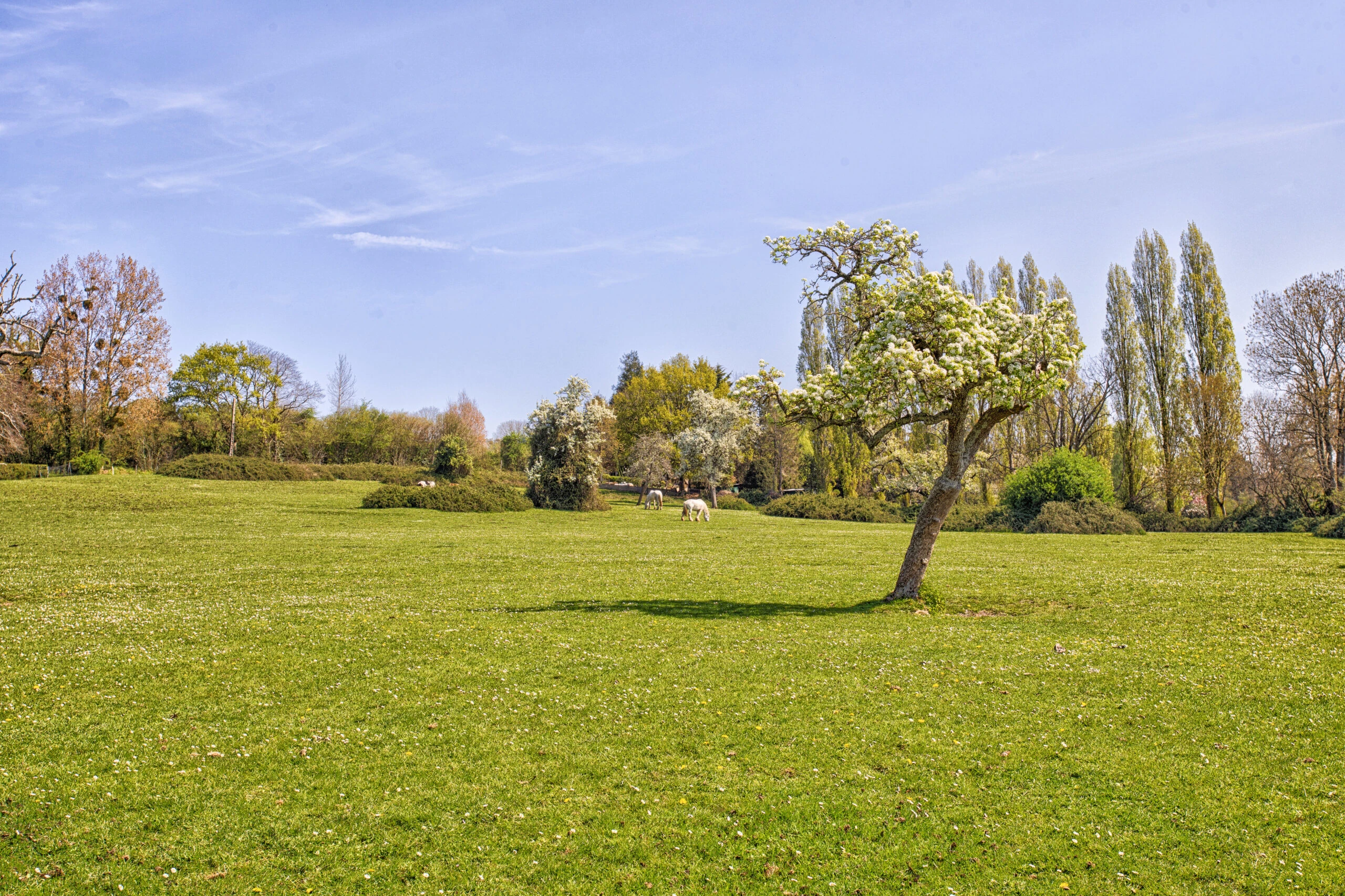 Grand jardin arboré avec chevaux – Villa Constantin Vaste pelouse fleurie avec un pommier en fleurs et deux chevaux en arrière-plan à la Villa Constantin