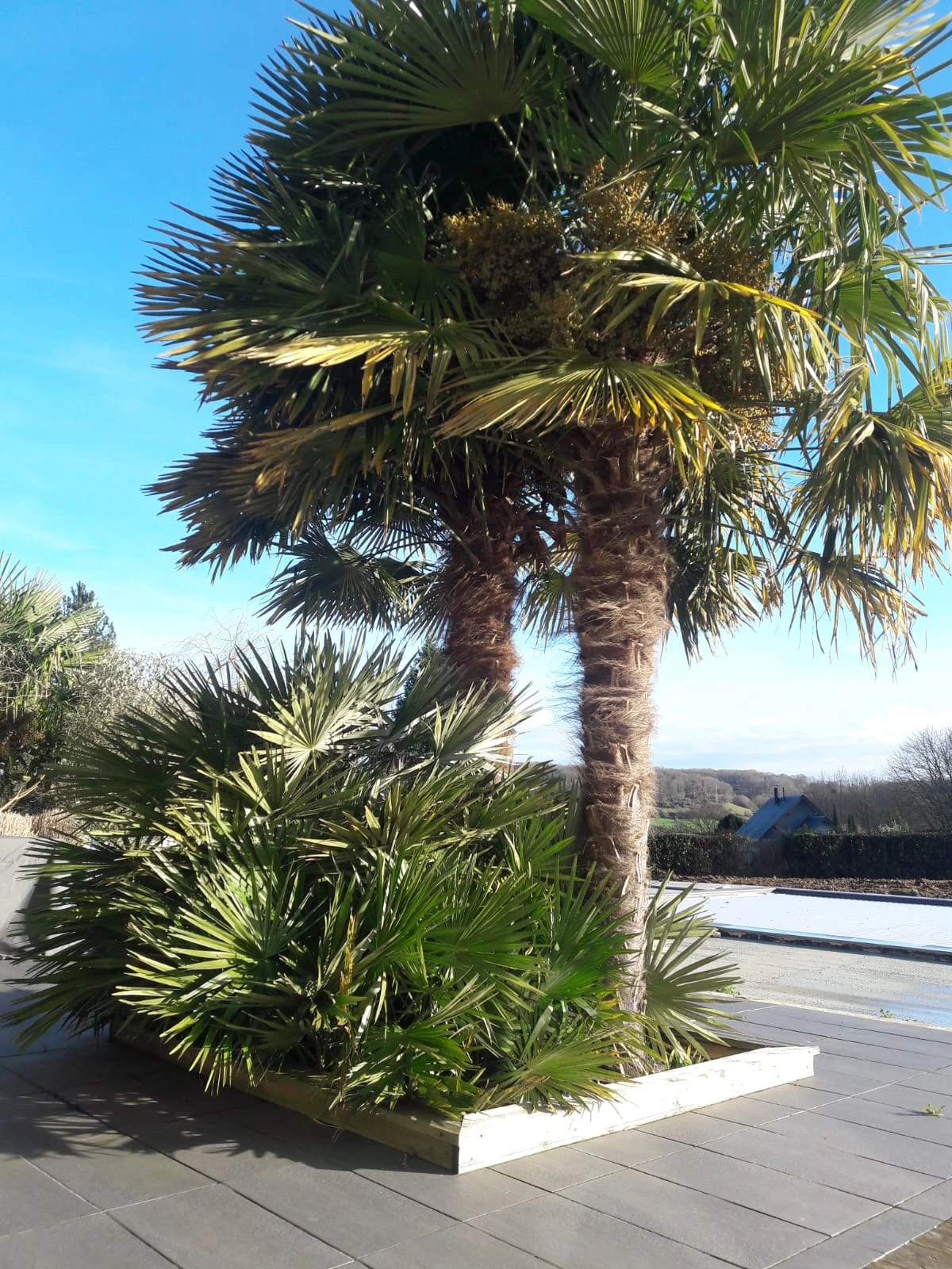Palmiers et terrasse – Les Glycines Pont l’Évêque Palmiers en pot sur la terrasse du logement Les Glycines à Pont l’Évêque, avec vue sur les collines.
